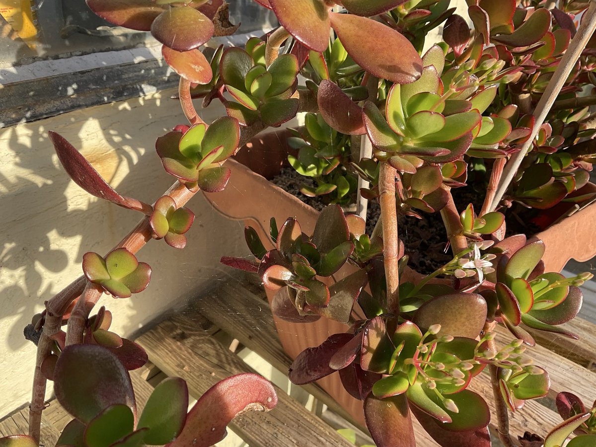 wpacker2's tweet photo. @GWmag Still picking tomatoes in December and the jade plant flowering for the first time https://t.co/rrqDBlWaXV
