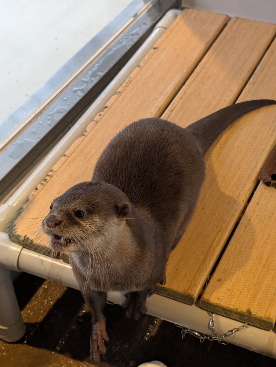 コツメカワウソと仲間たち【よみうりランド公式】 (@yomiuriland_ani