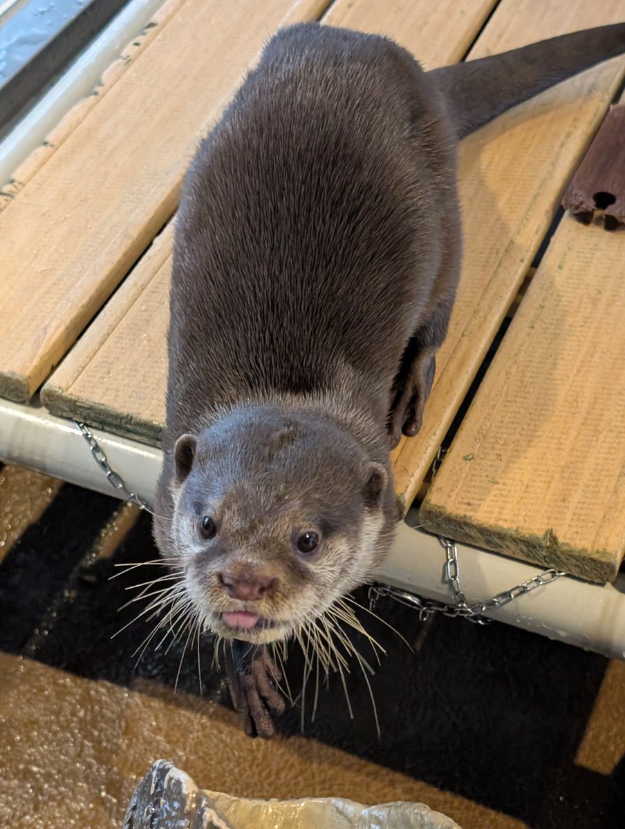コツメカワウソと仲間たち【よみうりランド公式】 (@yomiuriland_ani