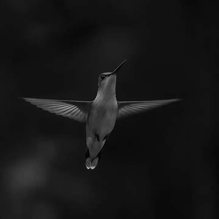 its_warishaw's tweet photo. "Take flight towards your dreams."
#HappyBirthdaySalmanKhan https://t.co/dyxHJtKnPO