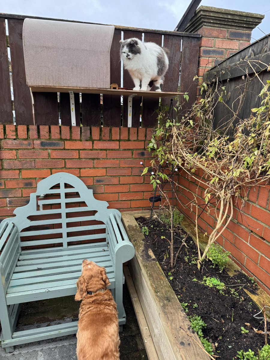 SpanielsSuper's tweet image. Mum, Martha wants her breakfast #HurryUp
Coming boys….. good morning gorgeous girl ♥️♥️ #ShesOurGirlNow