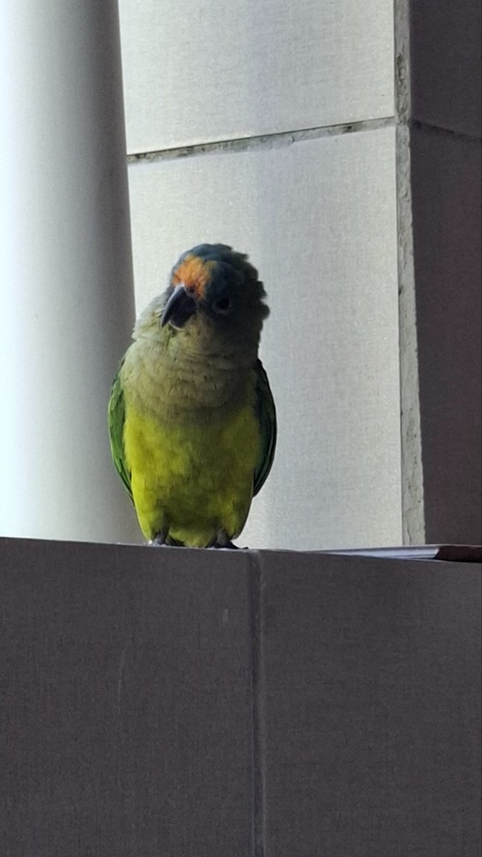 allowsae's tweet image. Nova viçosa - BA