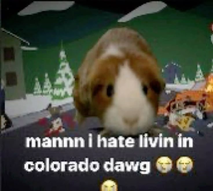 Guinea Pig tweet media