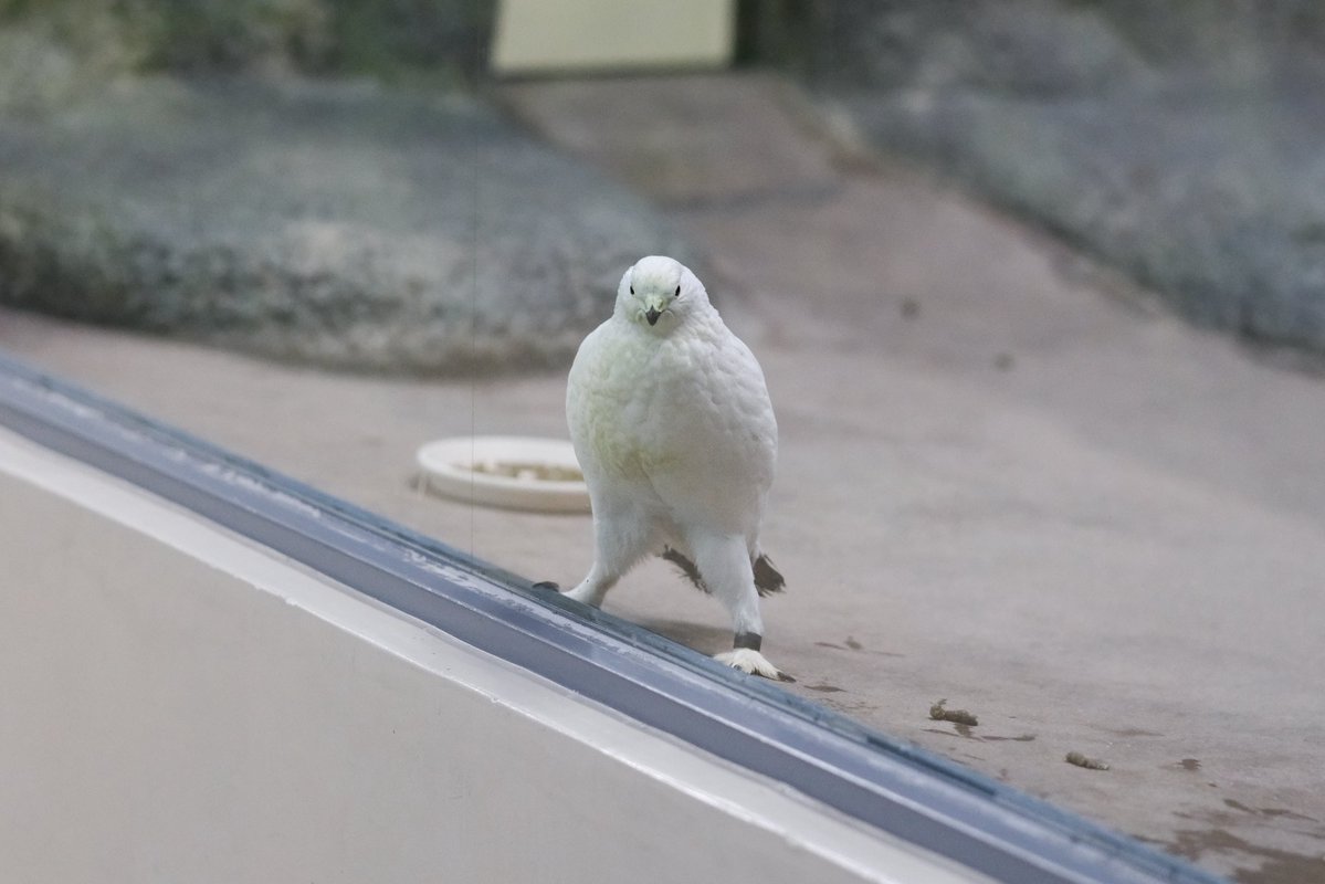 💩🐏 (@seeeeep_n52) / Posts / X