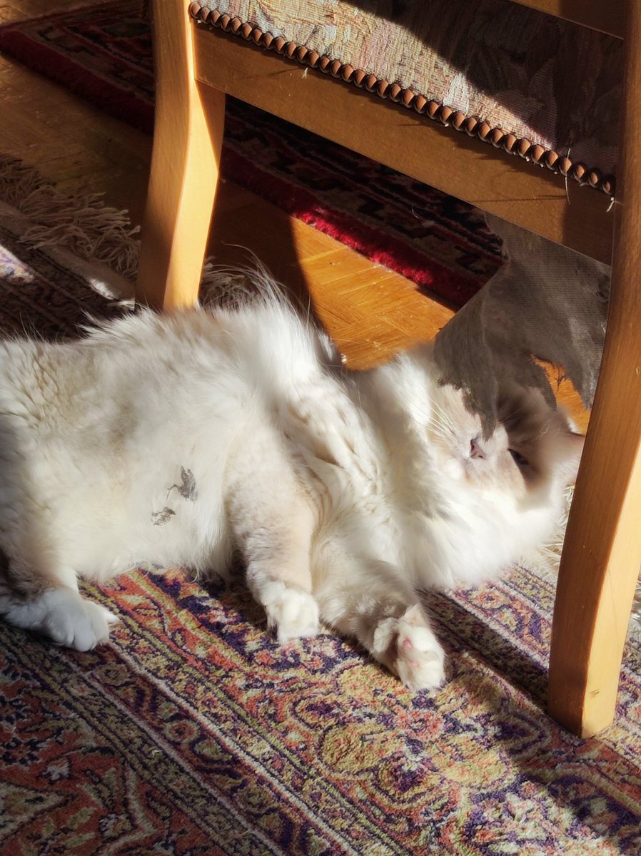 Hi furriends !!😻 Believe me, I'm totally innocent !!😇 #catsoftwitter #catsontwitter #catsofx #CatsOnX