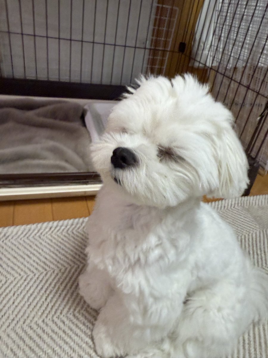 にこまる (@6yQgZFNMNk76215) / Posts / X