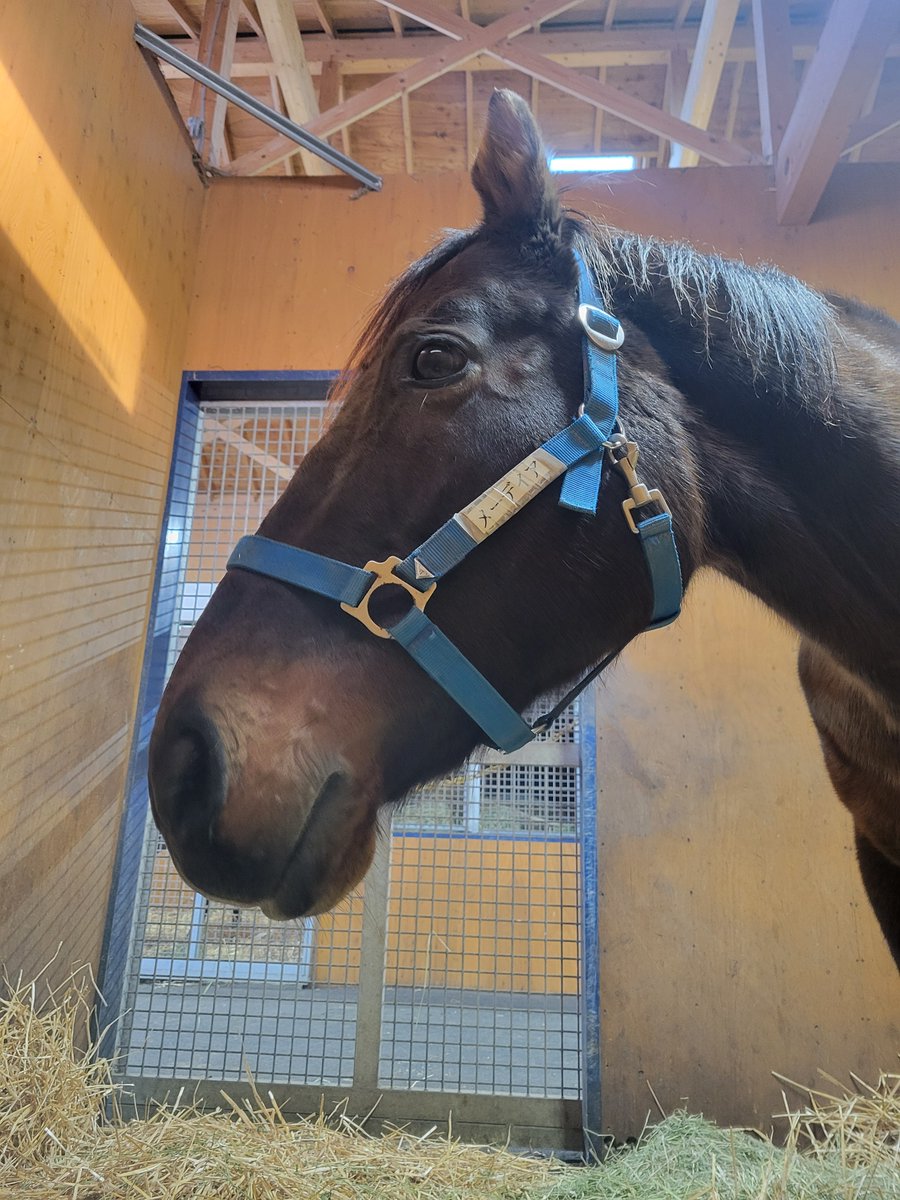 おはようございます☀️

本日、大井競馬場で行われる 東京大賞典（G1） に、
 追分ファーム生産・育成馬 ディクテオン が出走します！
悲願の国内G1制覇を目指して、いざ大舞台へ。
母メーデイア（写真） も北海道からエールを送っています📣