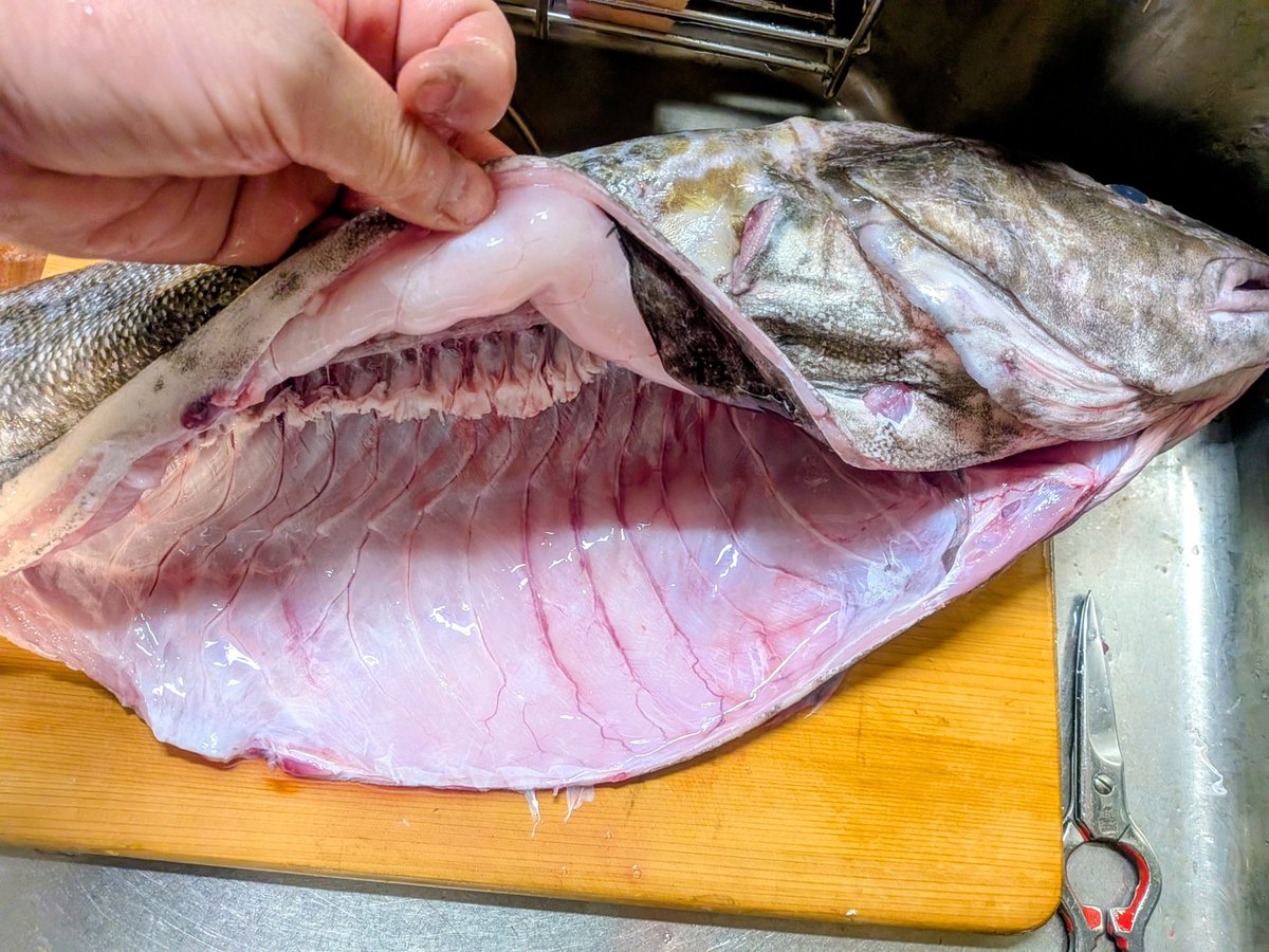 シンクからはみ出すレベルの大物タラちゃん捌きました
大量の白子を取ったらぺちゃんこになっちゃった
産卵前にごめんなさいといのちに感謝🙏