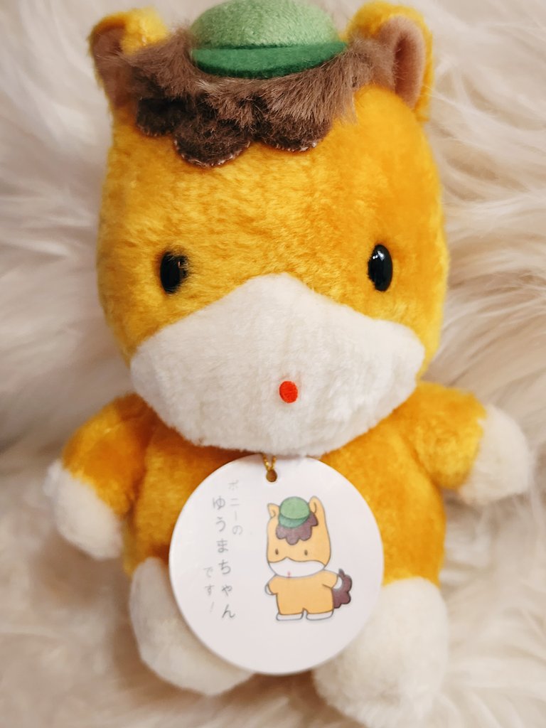 今週も大量のぬいぐるみを実家から移送してきた。まずは、先代の