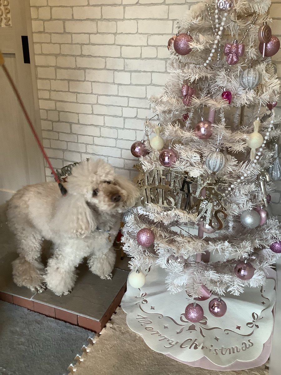 クリスマスツリーが気になって仕方ないミディアムプードルの杜夢君、ご来店ありがとうございました❤️
興味津々だよね☺️おすわりが完璧な杜夢君もかっこよかったけど、ツリーが気になる杜夢君もまた可愛いのです😆🌲
#ミディアムプードル　
#ご来店わんこ　
#はらぺこ