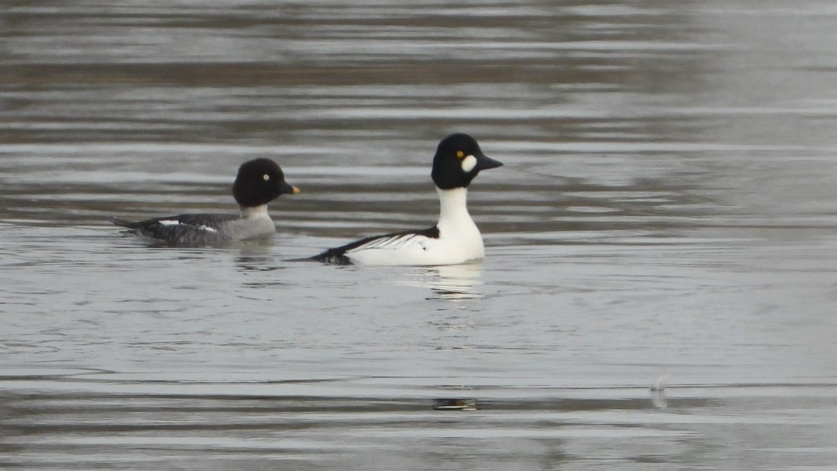 De Brilduikers zijn ook weer gearriveerd en zwemmen op de Maas.
