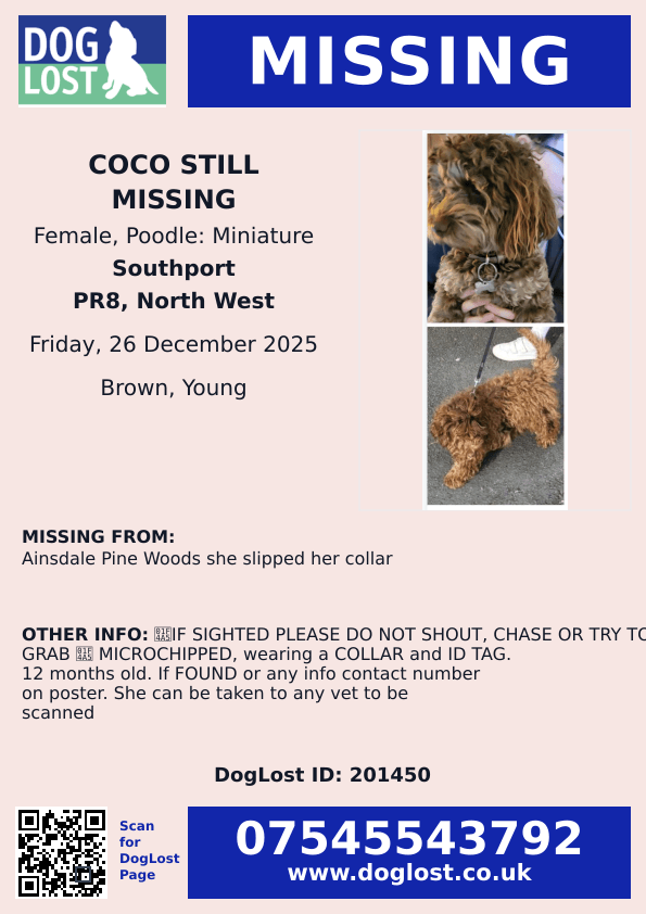 🆘26 DEC 2025 #Lost COCO STILL MISSING #ScanMe Poodle: Miniature Female 
Ainsdale Pine Woods  she slipped her collar
#Southport #PR8 
Borough of #Sefton in #Merseyside
doglost.co.uk/dog/201450