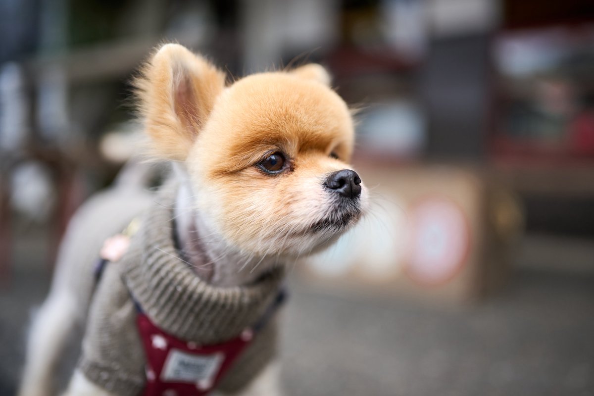 つよぽん (@tsuyo428) / Posts / X