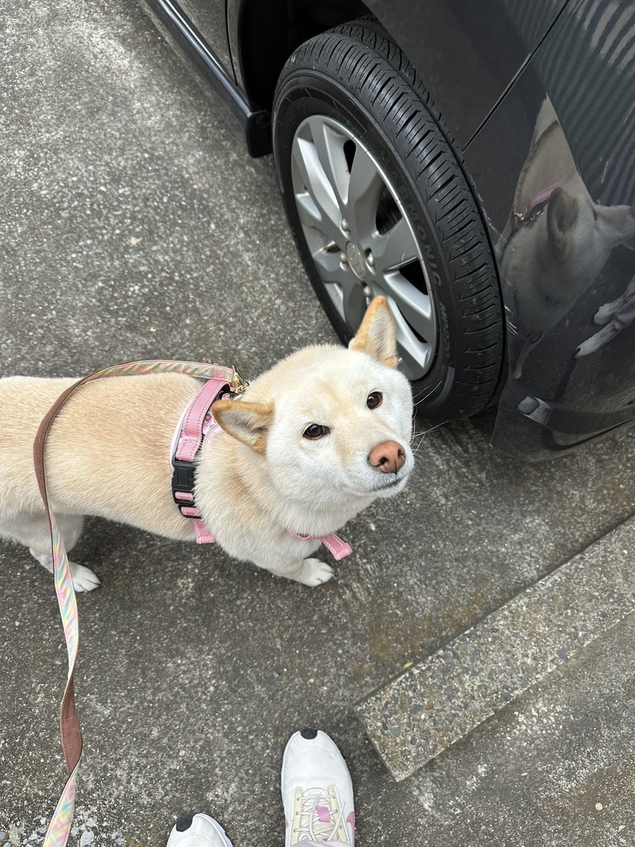 お久しぶりですんすん🦊
配信どころかTwitterも全然更新できず申し訳ないところです…が！今日このあと配信できそう！！です！！16:30くらいから始めます！！
この写真は、私最近車を手に入れたんですが、車に乗りたがるくせにいざ乗せるとピィピィビビりまくる犬です。よろしくお願いします