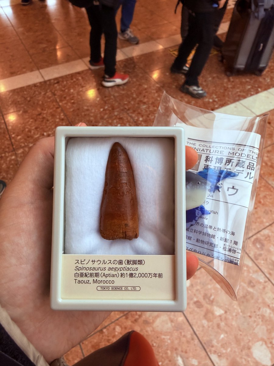 1番右のスピノサウルスの歯をお願いします。
って人生で一回も言わないセリフだと思う（買った）