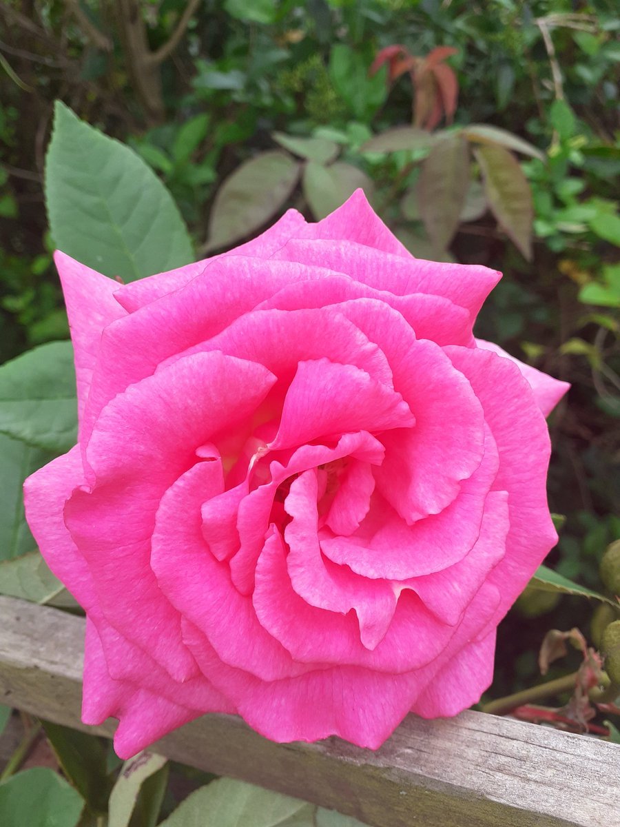It's the 3rd day of Christmas so here are 3 roses for #RoseADay for you #gardening #flowers #SaturdayVibes #Christmas2025