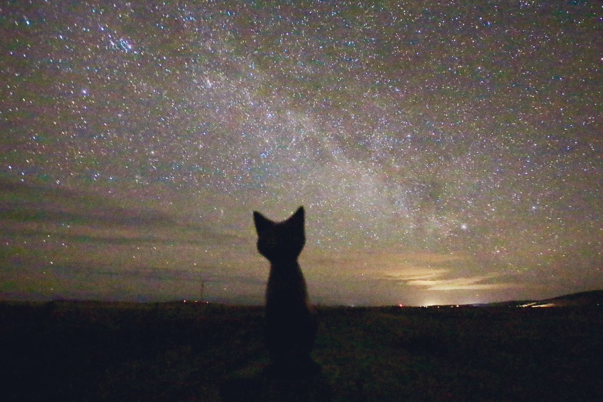 frenchscotjeff's tweet photo. These are the stars,
the stars up there that govern our existence.
(W. Shakespeare)
Good Weekend lovely people in my phone
✨✨✨💛
#Caturday
#awakethesoul #milkyway #stargazer #stargazing #nightsky #StormHour #quotestoliveby #Scotland #OuterHebrides https://t.co/FhdKPM43KL