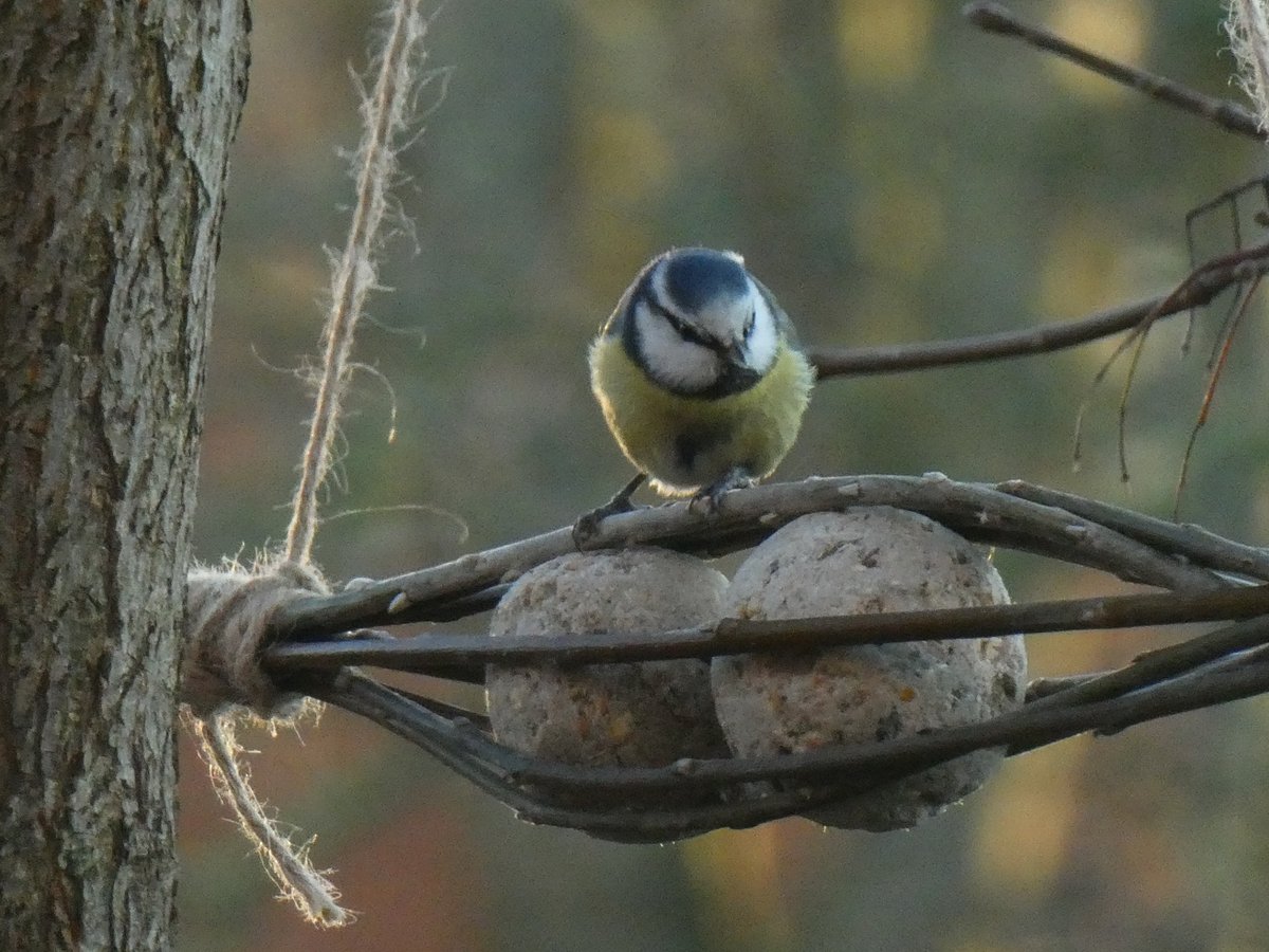 Goedemorgen....Kerst zit er weer op! 
Fijne zaterdag!