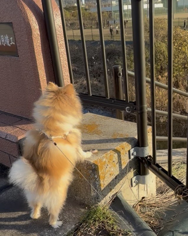 ポメラニアンこまめ (@gfPaOgtThRvy6QP) / Posts / X