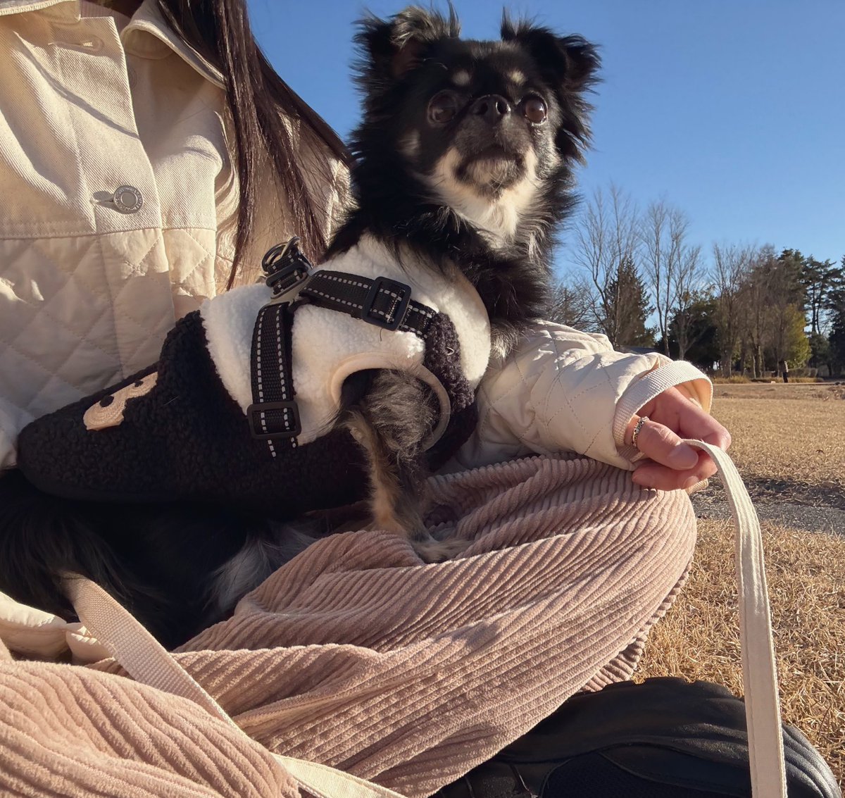 うちの犬ちゃん(ちわわ) (@chikuwa__chan) / Posts / X