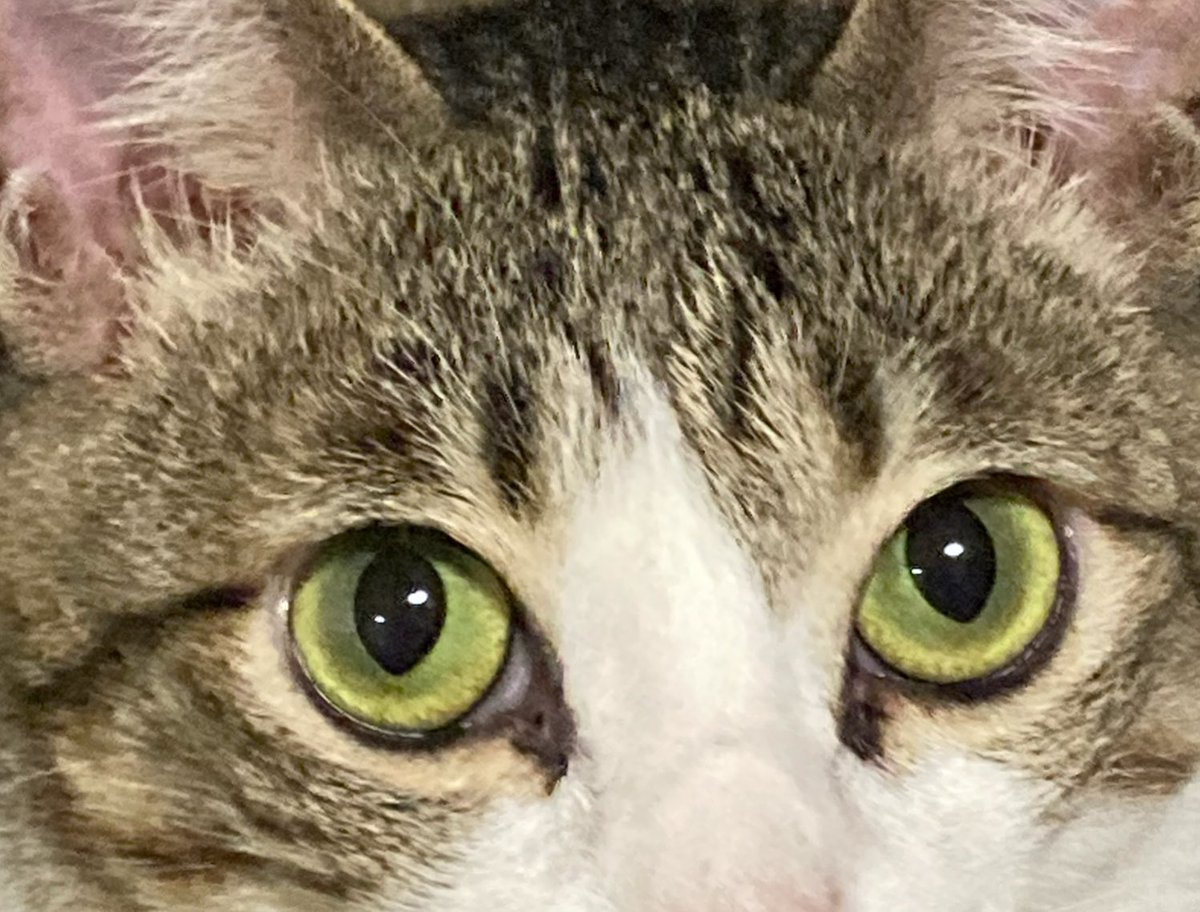 こんにちにゃ〜ฅ^ ̳• ·̫ • ̳^ฅ✧˚ ༘ ⋆｡🍀 #土アップ祭 #猫好きさんと