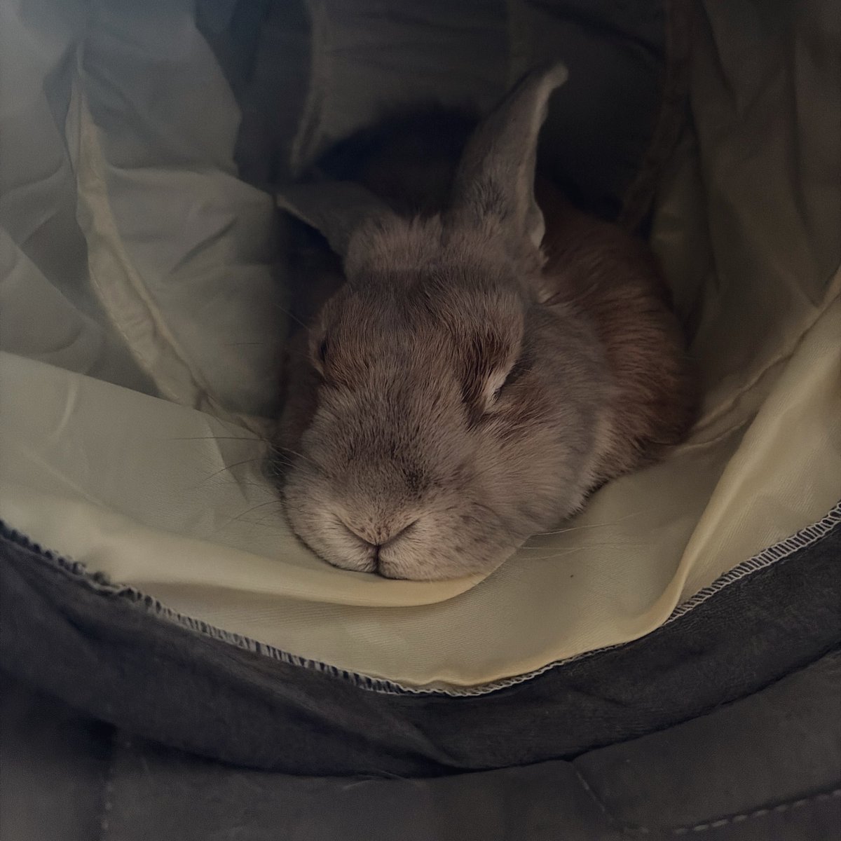 밤비 동물병원 다녀온 충격이 컸는지
나랑 상종도 안 하려고 함.. 하ㅎ