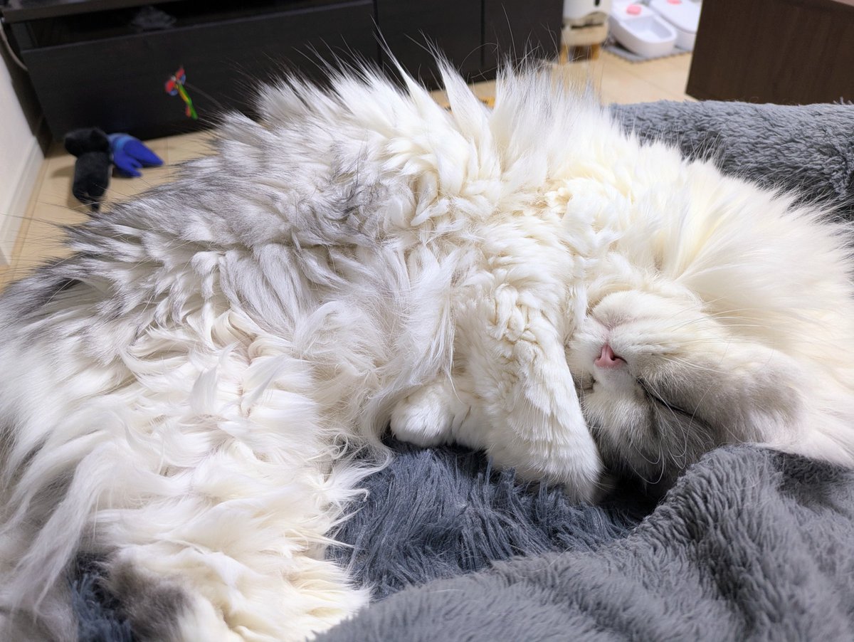 gorosankiroku's tweet photo. 年末年始連休初日

これが液体生物の寝姿

#猫
#ミヌエット
#ねこのいる生活
#猫のいる暮らし https://t.co/WHF3HeeL8h
