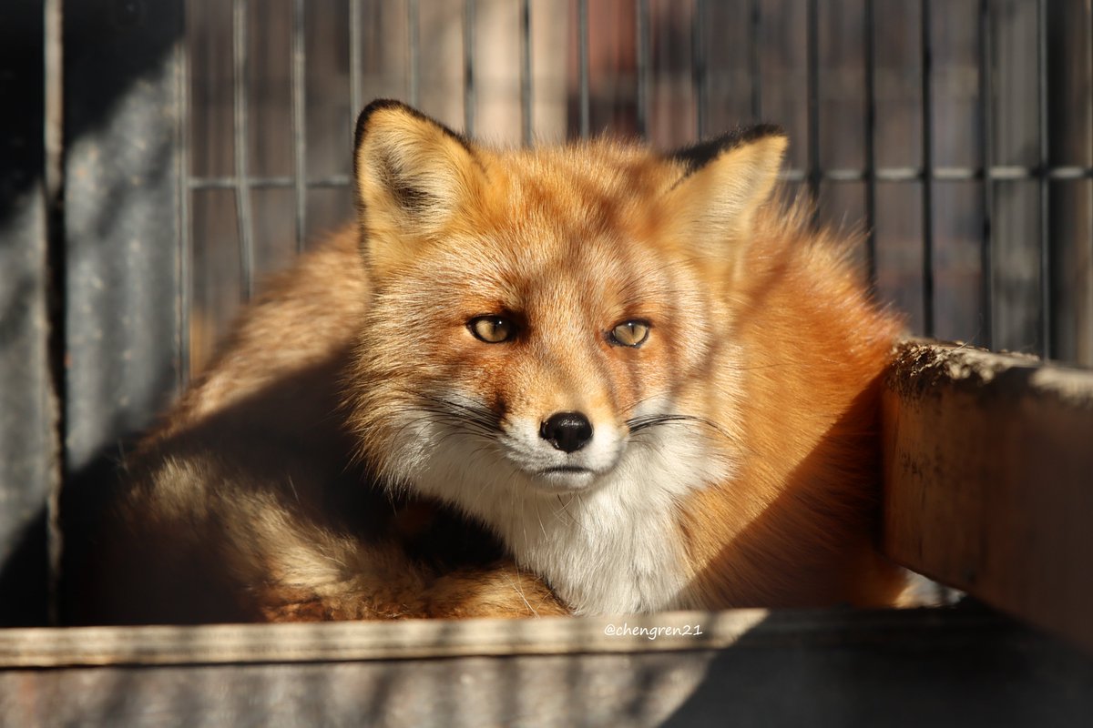 chengren21's tweet image. ななほっしー、シンプルに顔が良い #おびひろ動物園 #キタキツネ