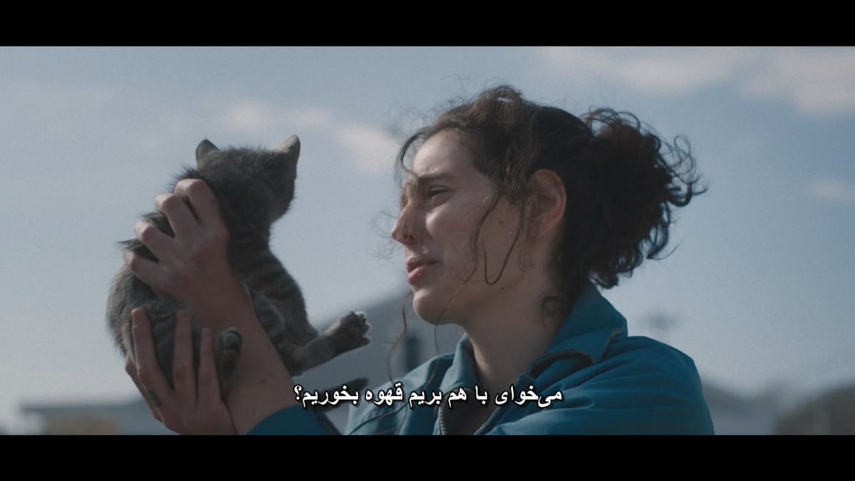 رابطم با گربه‌های دانشگاه