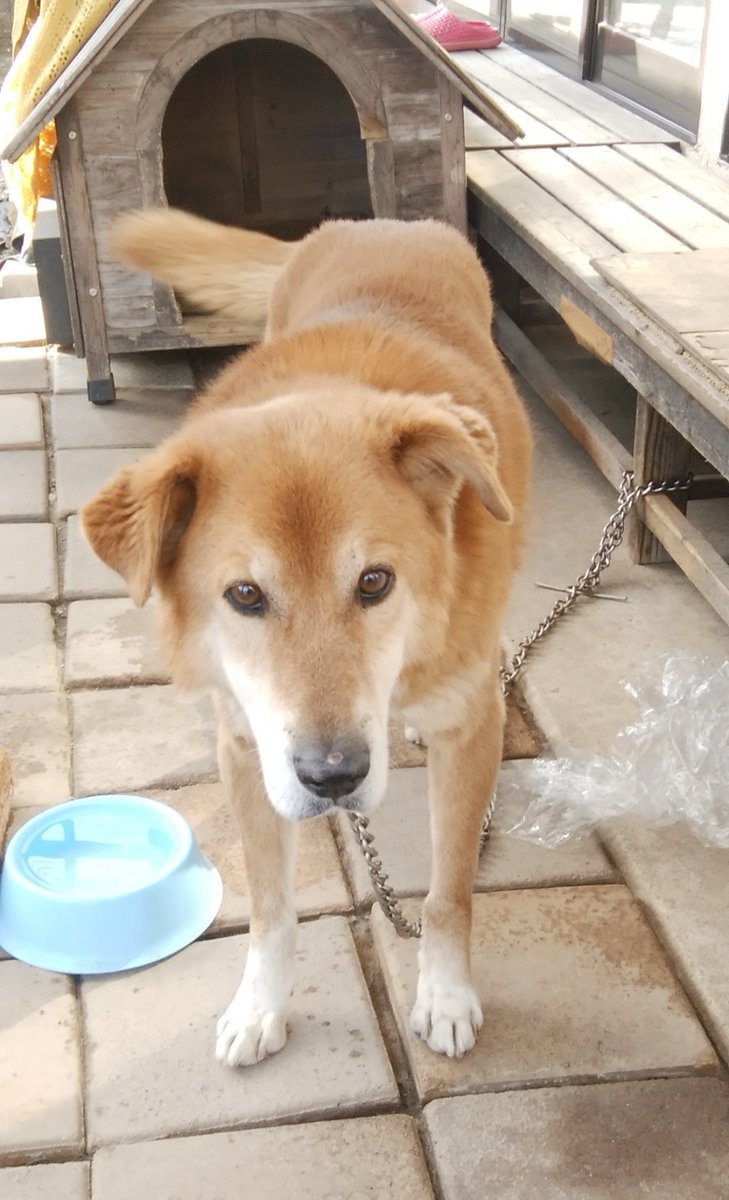 📣🆘#迷い犬 #迷子犬 #迷子犬探しています #迷い犬探しています