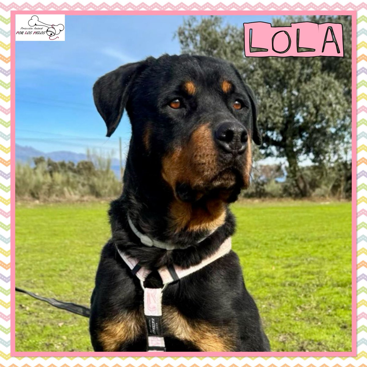 PerreraToledo's tweet image. 🐶LOLA🐶#rottweiler 8añitos. La pequeña ha sufrido mucho pero ya está lista para encontrar un hogar que le de paciencia y amor. Está en residencia, donde poco a poco está aprendiendo a convivir con otros perretes. Toda la info, aquí 👉 protectoraporlospelos.org/ficha-2150