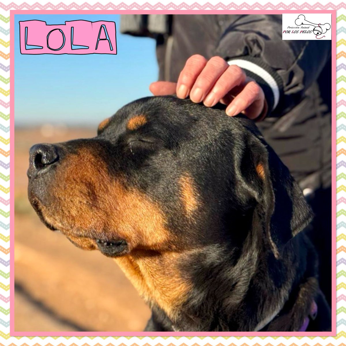PerreraToledo's tweet image. 🐶LOLA🐶#rottweiler 8añitos. La pequeña ha sufrido mucho pero ya está lista para encontrar un hogar que le de paciencia y amor. Está en residencia, donde poco a poco está aprendiendo a convivir con otros perretes. Toda la info, aquí 👉 protectoraporlospelos.org/ficha-2150