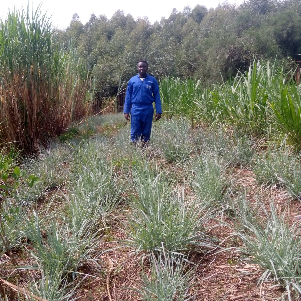 KwizeraEri57753's tweet photo. CHLORIS GAYANA (Rhodes grass) is a valuable fodder crop, fast growing, drought tolerant, and highly palatable. It provides nutritious pasture and hay, supporting improved milk and meat production in sustainable livestock farming systems.
#FodderCrops #ChlorisGayana #Livestockfeed https://t.co/Y3s4ta0Ym9