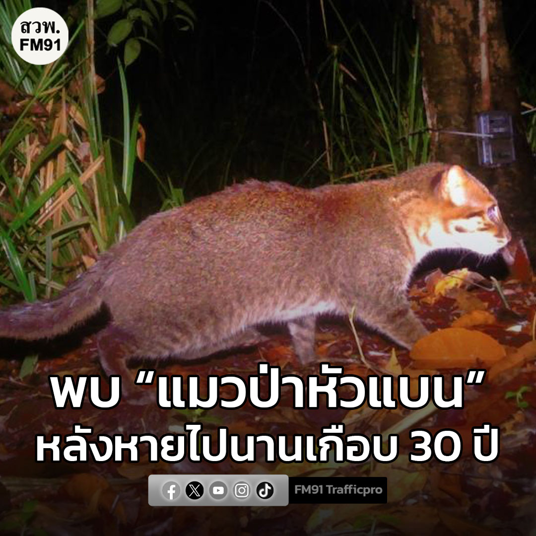 fm91trafficpro's tweet image. กรมอุทยานฯ – องค์การแพนเทอรา ยืนยันการกลับมาของ “แมวป่าหัวแบน” ในป่าพรุโต๊ะแดง หลังหายไปนานเกือบ 30 ปี

🔗fm91bkk.com/newsarticle/63…

#แมวป่าหัวแบน #กรมอุทยานแห่งชาติสัตว์ป่าและพันธุ์พืช