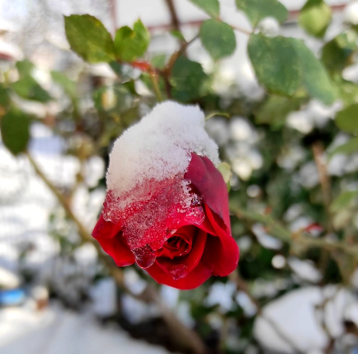 "You can pull people to your own winter and freeze them up or you can take your sun to people’s own winter and warm them up! It is up to you to bring hell or heaven to people’s life!" Mehmet Murat ildan
        ❄️
 🎄 Magic Holidays, World! 🎀

#December2025  #MerryChristmas2025