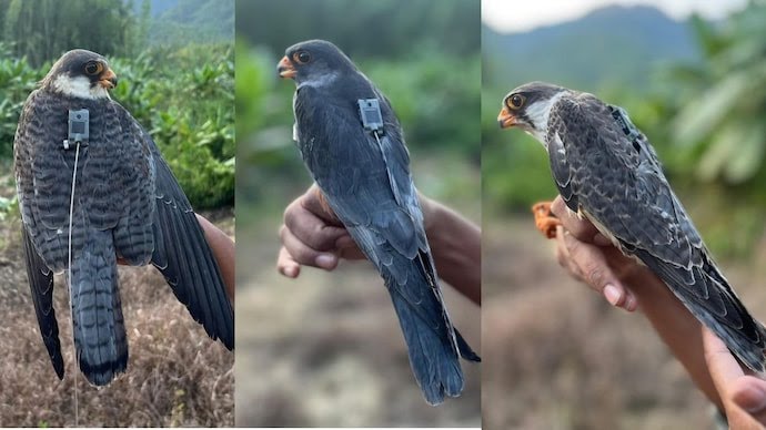 5,000 km in five days: Tiny Amur falcons reach Zimbabwe from India after record flight. 🇮🇳🇿🇼