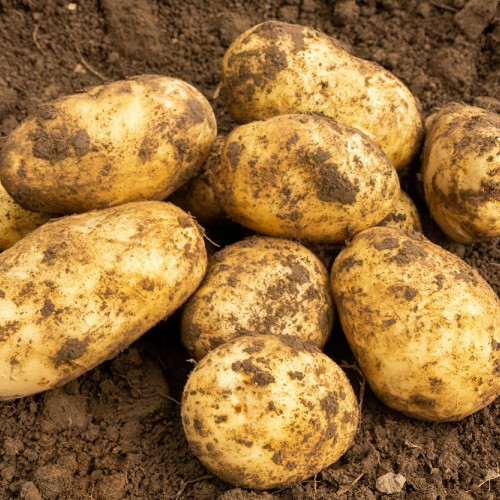 Pre-ordering your seed potatoes now means you could be tucking into your own home-grown potatoes at Christmas dinner next year.

Our selection features traditional favourites and a variety of types. PRE-ORDER NOW >> hubs.ly/Q03Y5dbk0