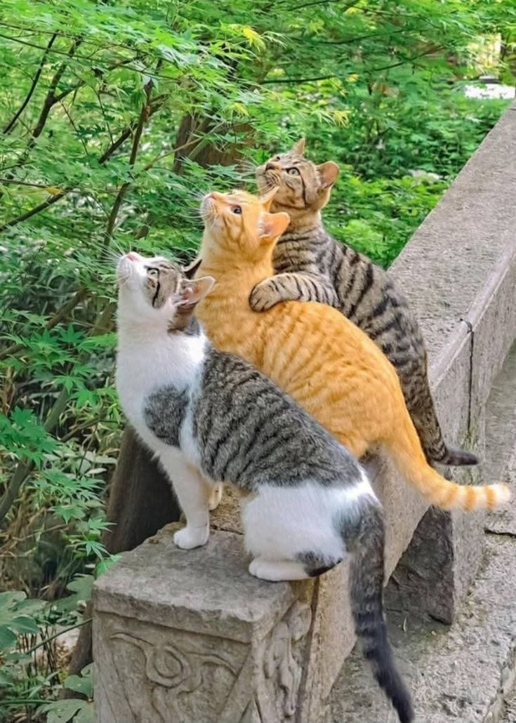 🦇 El Justiciero™ (Respaldo) (@justicierowild) on Twitter photo 