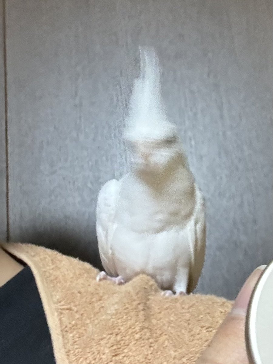 チャンマン帝国 (@chmn_44) / Posts / X