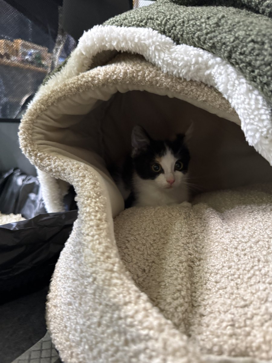 little meow meow tweet media