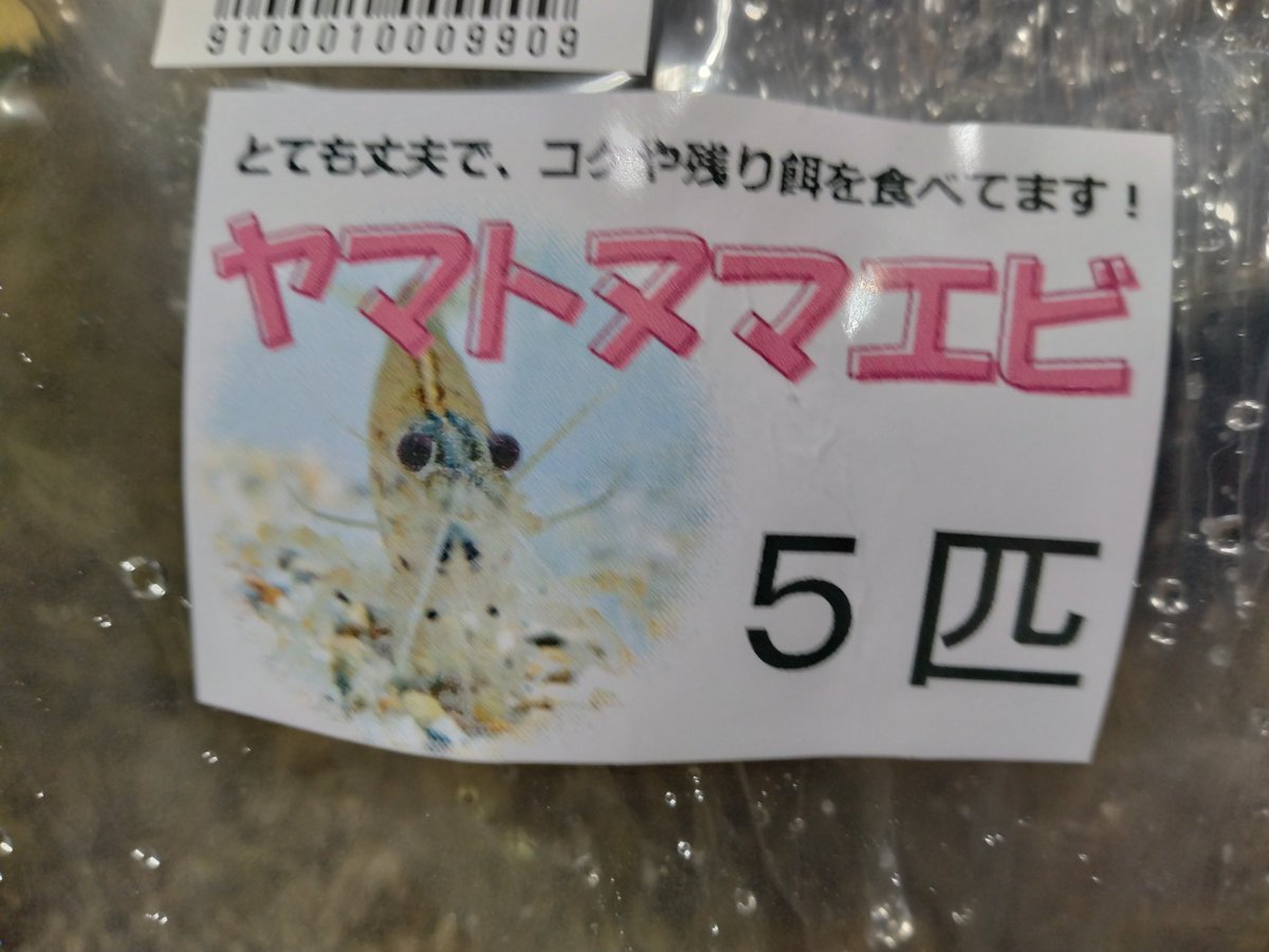 HSCustomizer's tweet image. #大掃除 #水槽 #熱帯魚 やっぱり片付けるのは水槽の水替えからで主役はやっぱりヤマトヌマエビ♥