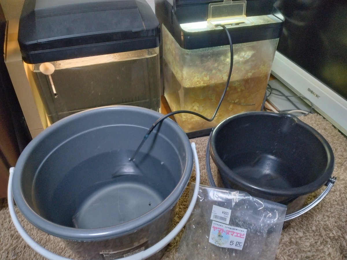 HSCustomizer's tweet image. #大掃除 #水槽 #熱帯魚 やっぱり片付けるのは水槽の水替えからで主役はやっぱりヤマトヌマエビ♥