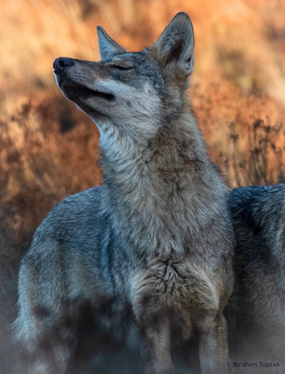 Yok canım ne trip atması. 🙄

📍<a href="/milliparklar/">Milli Parklar</a>