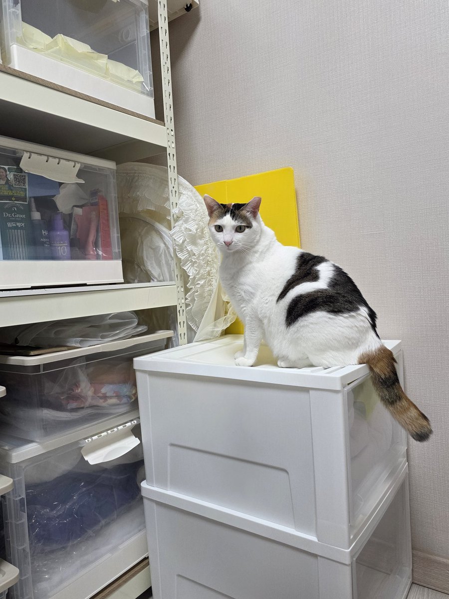 #레이와덩달이_덩달이