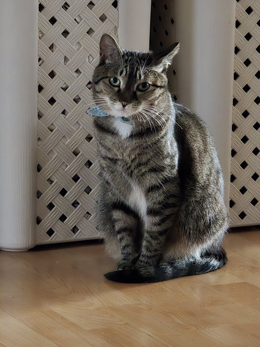 탐라의 이모 삼춘 리춘 함모니 하라버지 언니 오빠 동생들 모두 잘 지내고 이써오? 옴마는 마리랑 안놀아주고 사진만 찌거오. 산타 하라버지가 마리가 좋아하는 새 낚시대도 많이 가져다 줬는데오. 힝구. 그래도 하투! 추우니까 주머니에 꼭꼭 넣어 다녀오! ❤️‍🔥❤️‍🔥❤️‍🔥❤️‍🔥❤️‍🔥❤️‍🔥❤️‍🔥❤️‍🔥❤️‍🔥❤️‍🔥❤️‍🔥❤️‍🔥❤️‍🔥❤️‍🔥❤️‍🔥❤️‍🔥❤️‍🔥❤️‍🔥❤️‍🔥❤️‍🔥