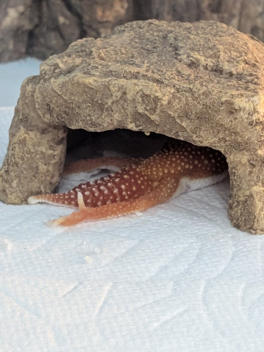 本日のカッチもリラックス出来てるようで良かったです☺