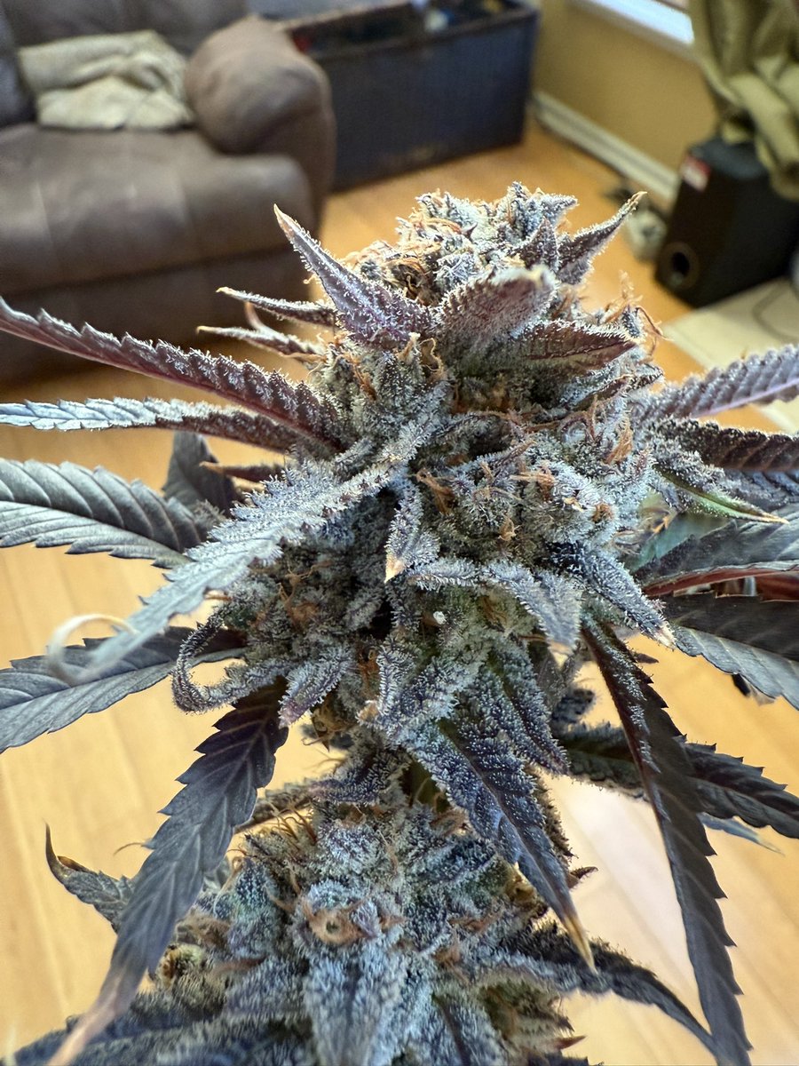SlimmBankroll's tweet photo. Ethos-XXX
From tent โ dry โ ๐ฅ
Dense, frosty, purpled-out colas with that loud gas on the squeeze.
Dialed environment. Patience paid off.
This oneโs going to smoke different ๐ค๐ฒ
#HomeGrow #CannabisCommunity #GrowYourOwn #CraftCannabis #HarvestDay #Dank #Sticky #Frosty https://t.co/nVdFC296LJ