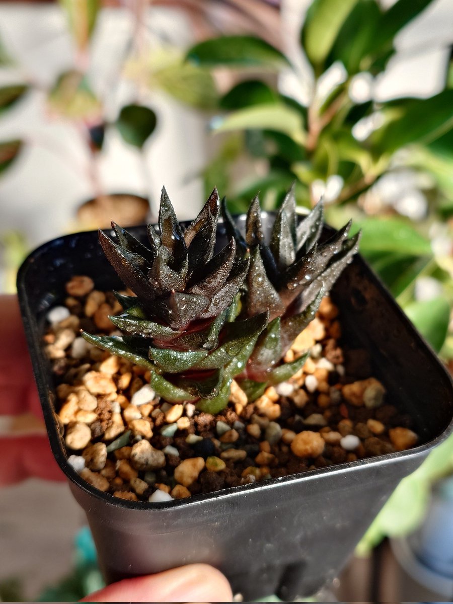 ハオルチオプシス 紫翠🌿 #多肉植物