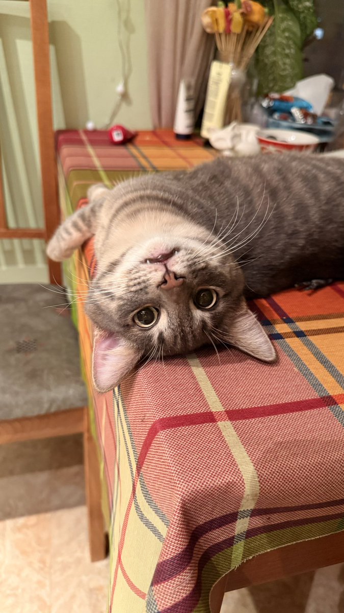 Вам в ленту упал малыш Клоп ✨🙌
Передает всем привет и желает удачи в уходящем году