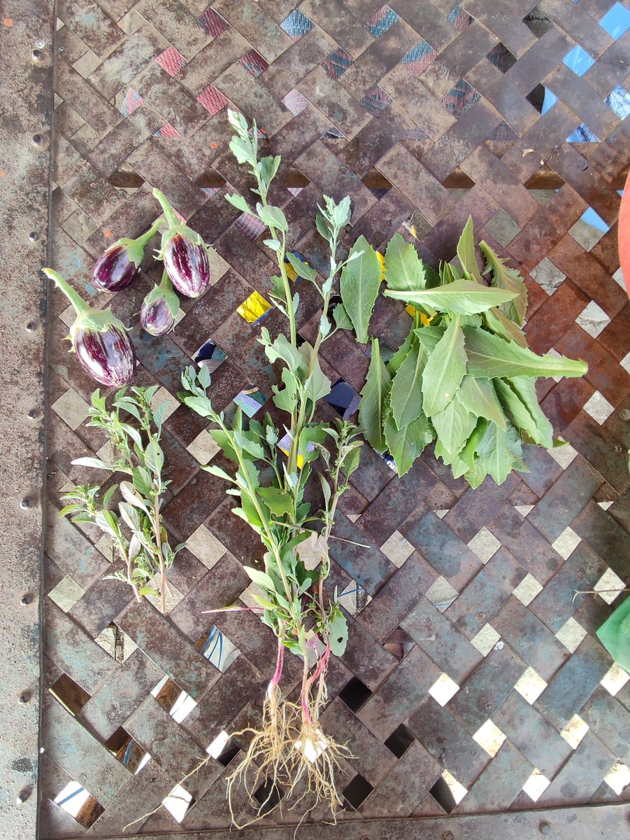 Add as raw side dish रान भाज्या